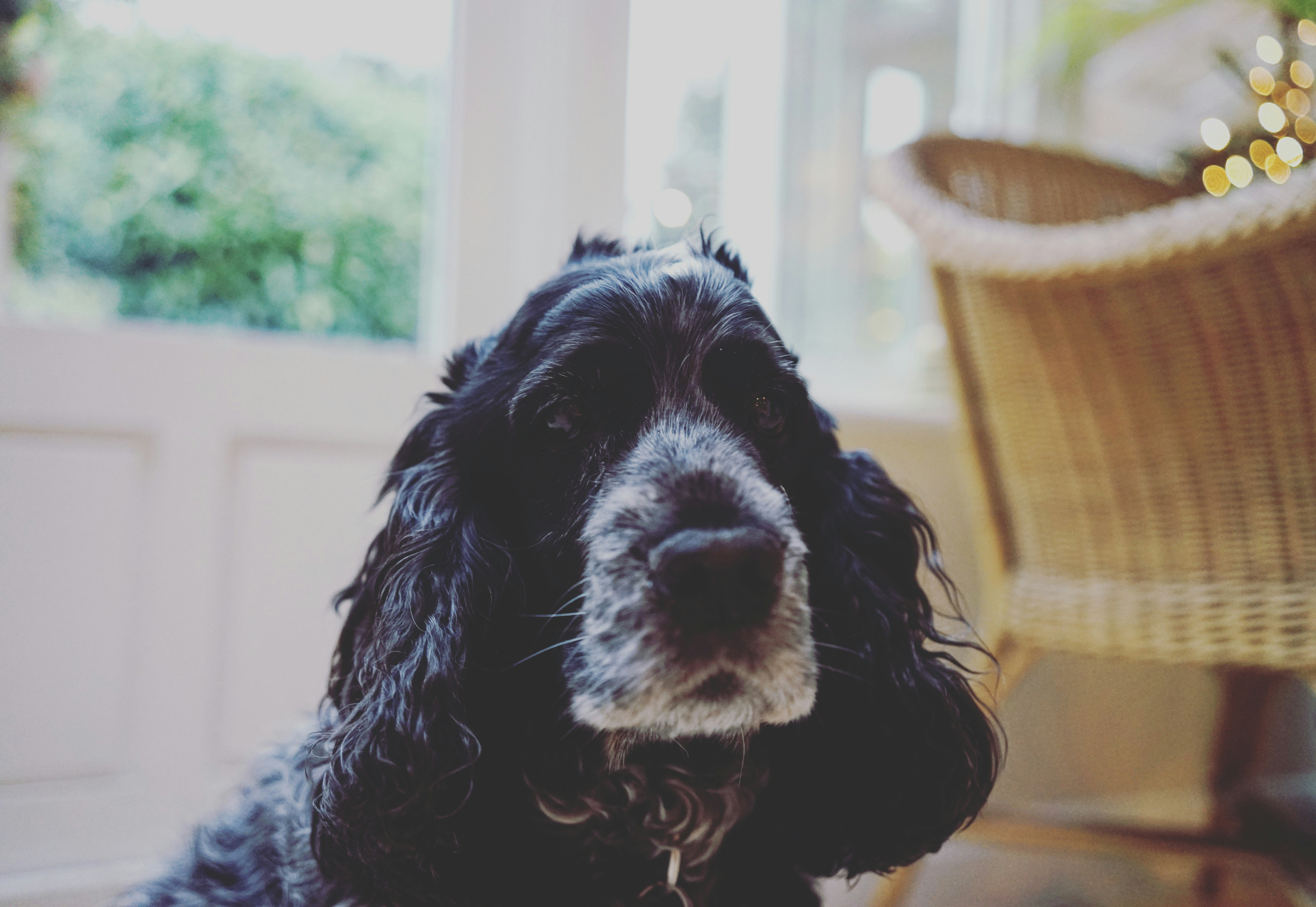 Black and white cocker spaniel dog with whiskers 