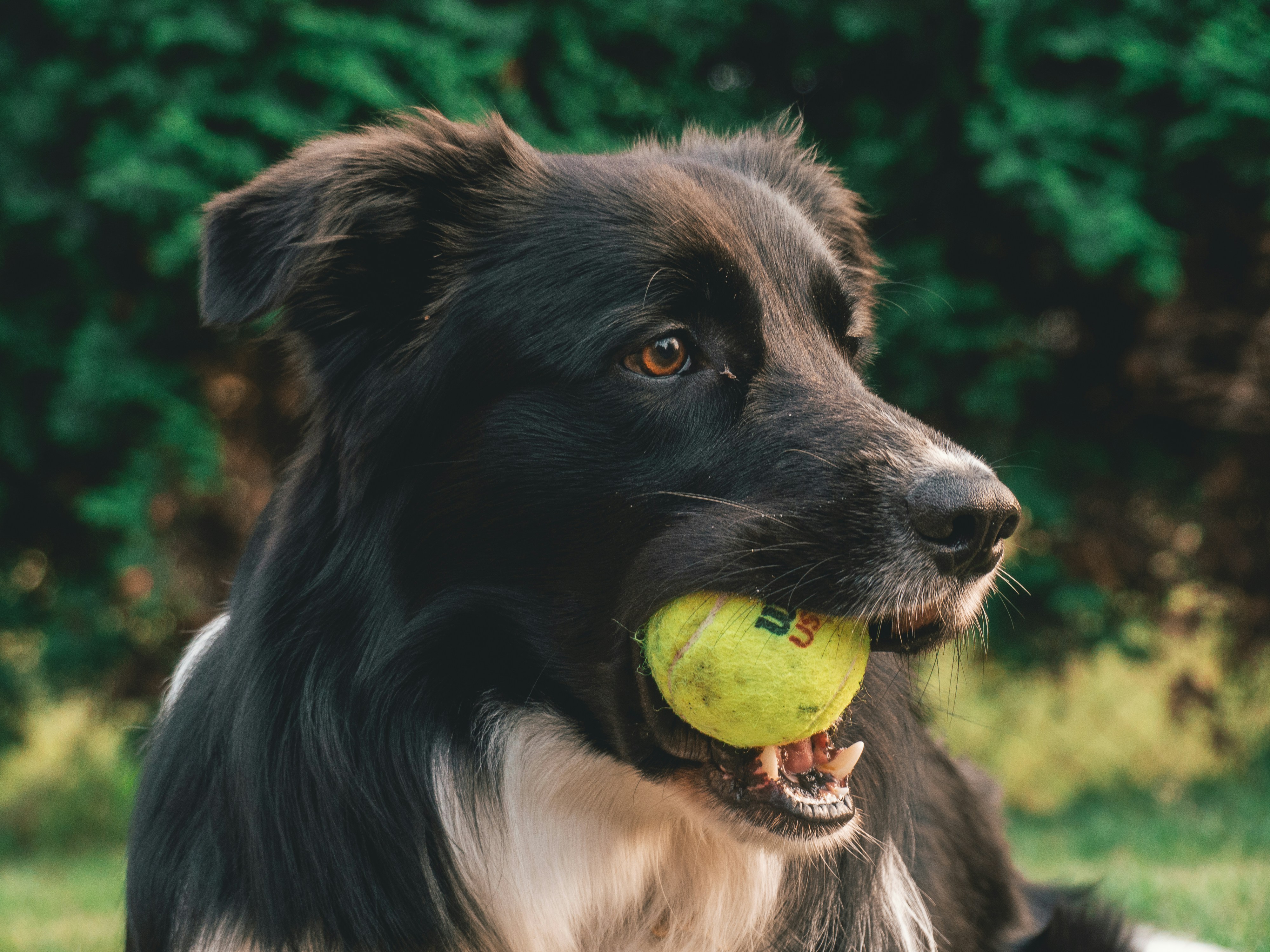 Black and white collie mix dog holding a tennis ball in mouth by green bush