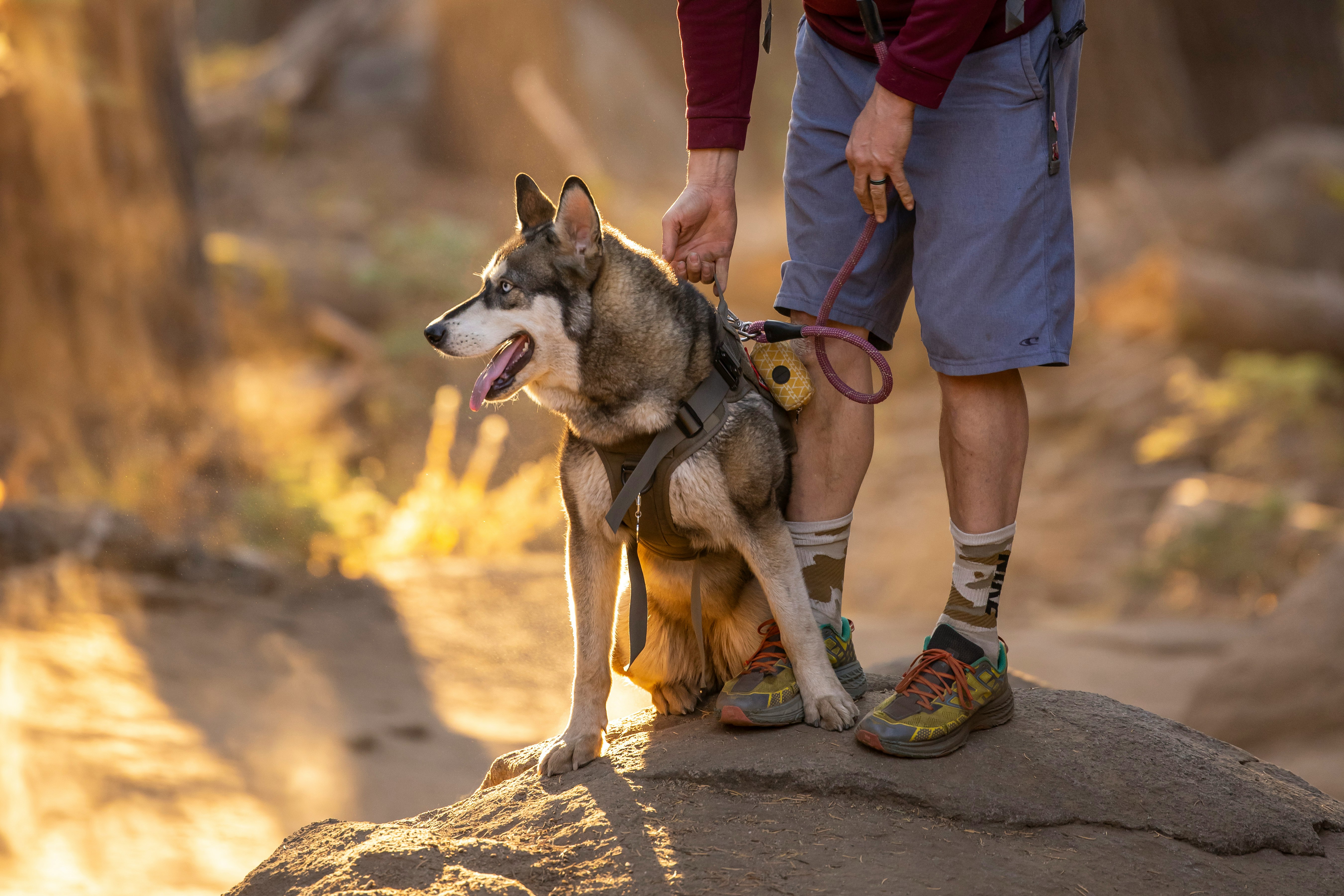 Dog on a leash with person hiking at sunset 