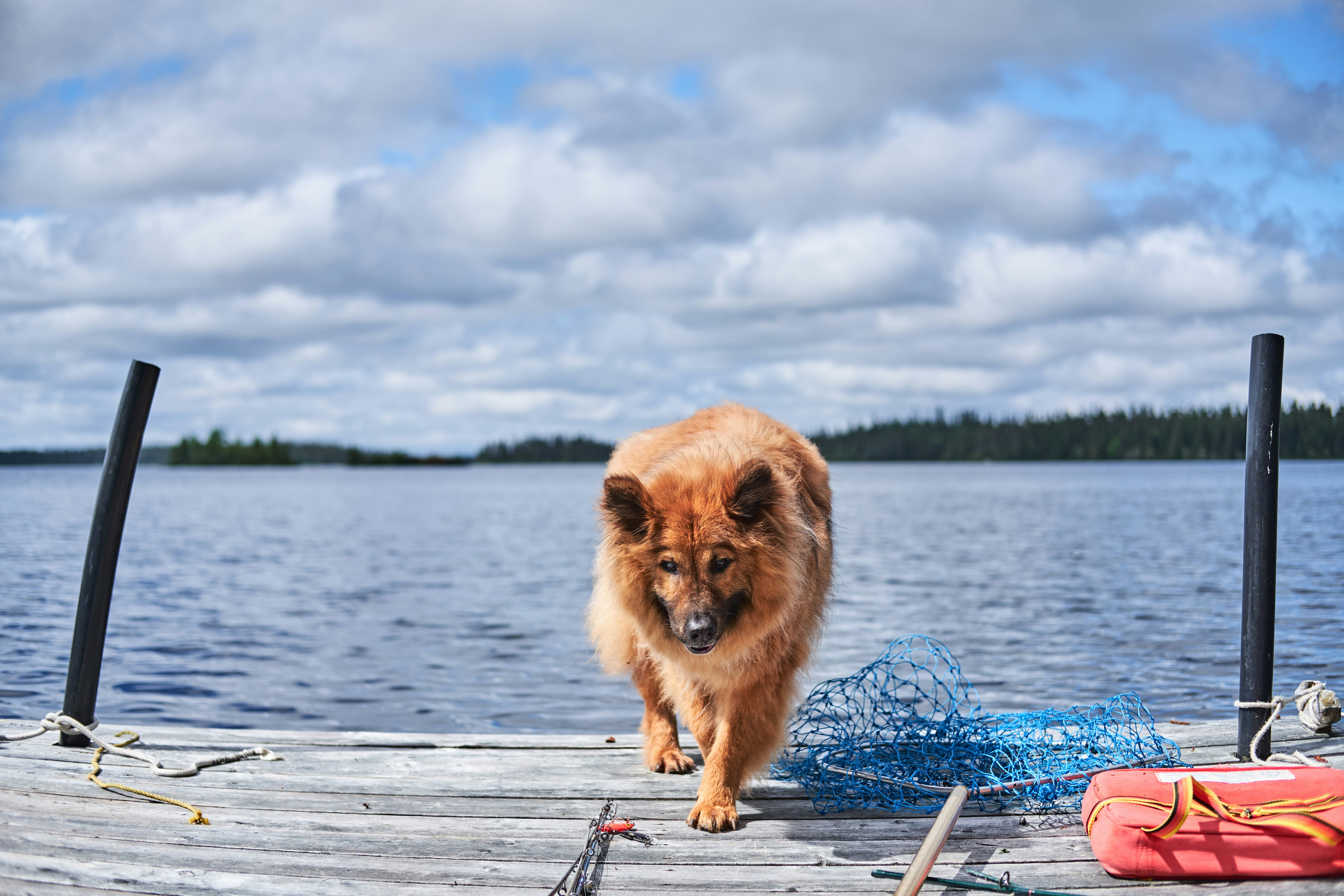 dog outside on fishing dock with net nearby