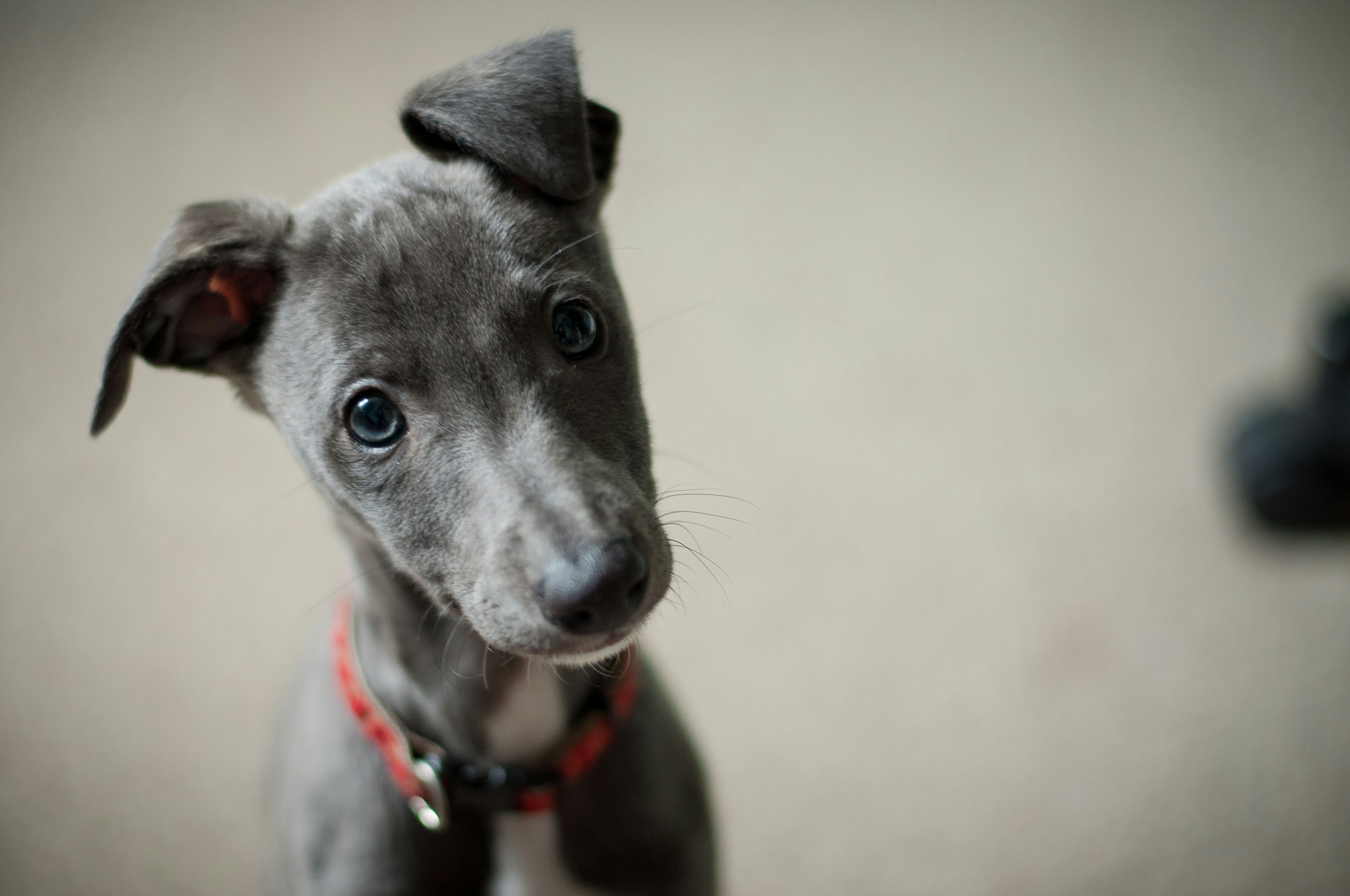 small grey puppy with red collar 