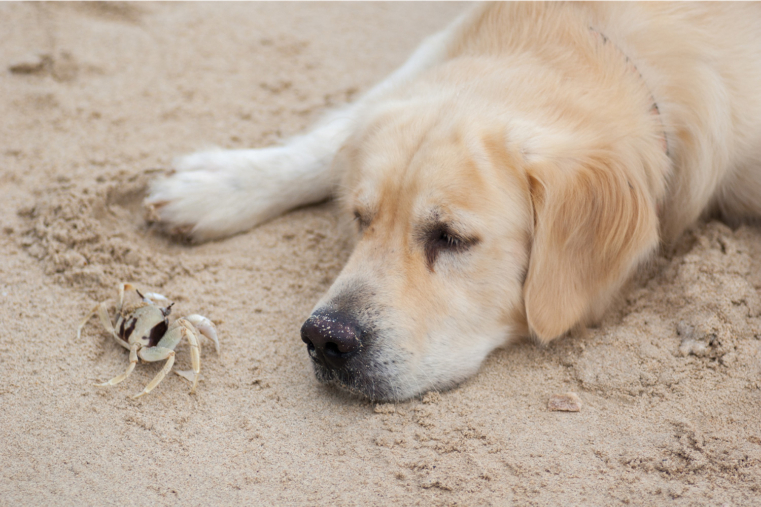Can Dogs Eat Crab Meat? The Surprising Risks
