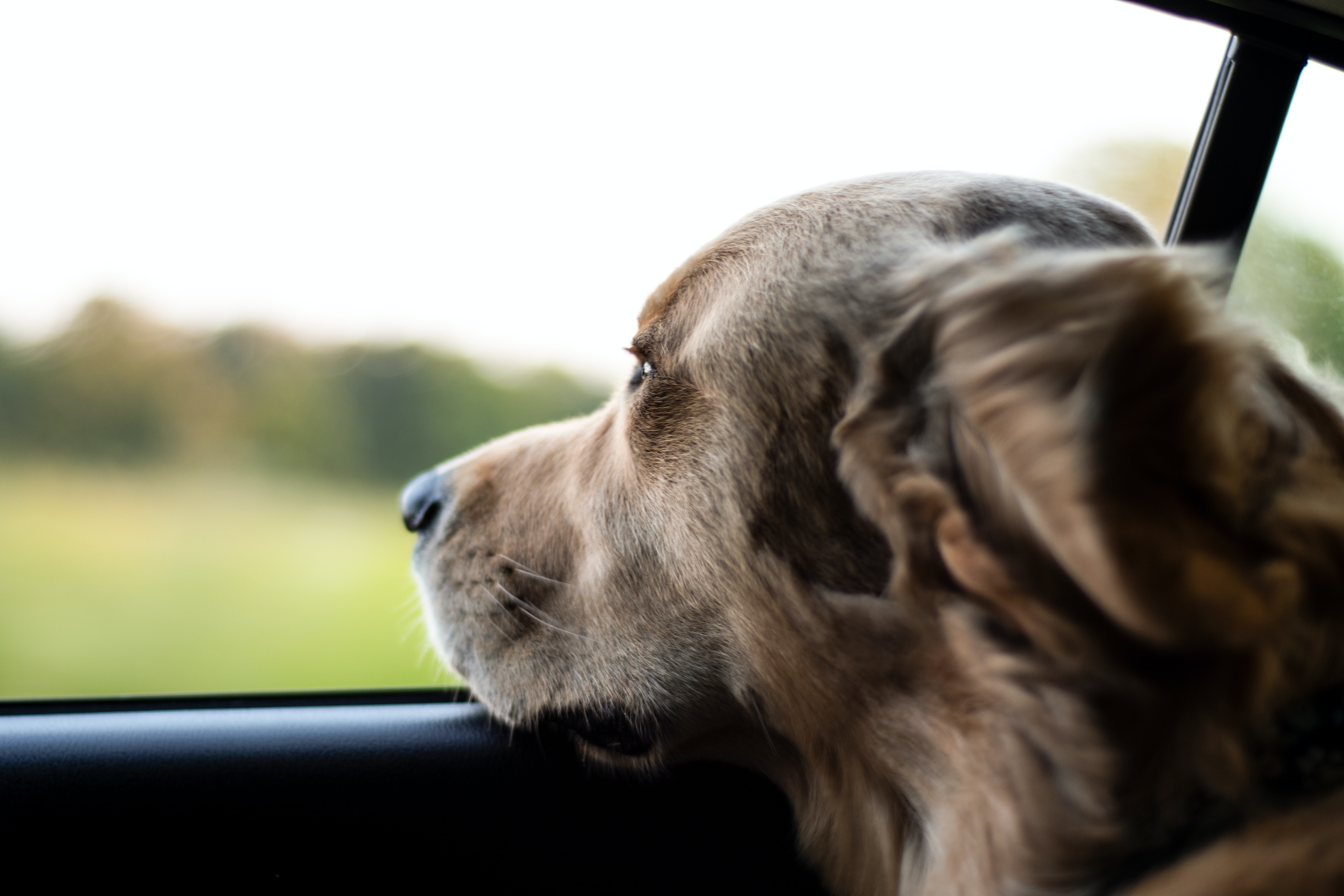 Golden retriever dog in back seat of car looking out of window