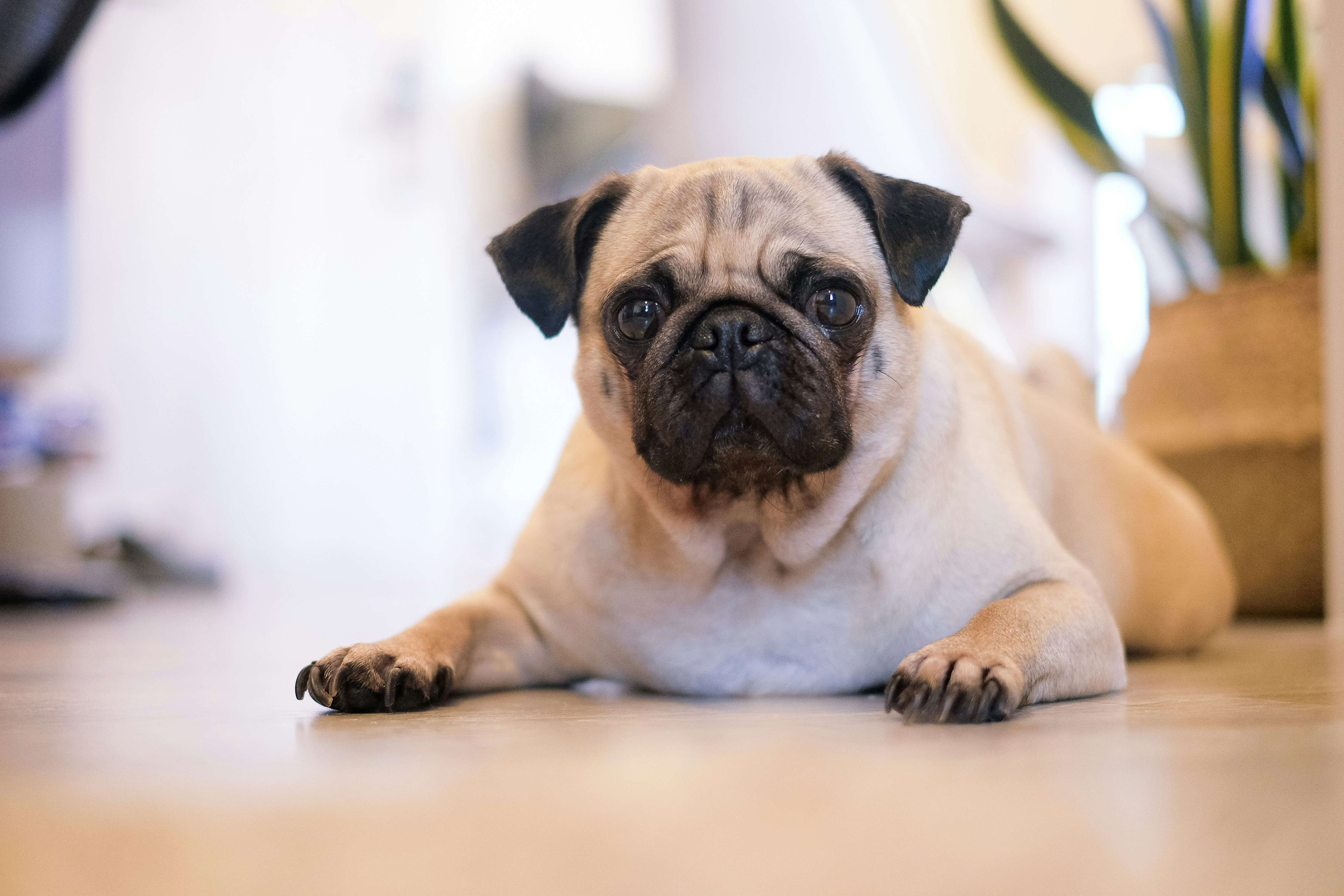 Pug dog breed laying on the floor at home