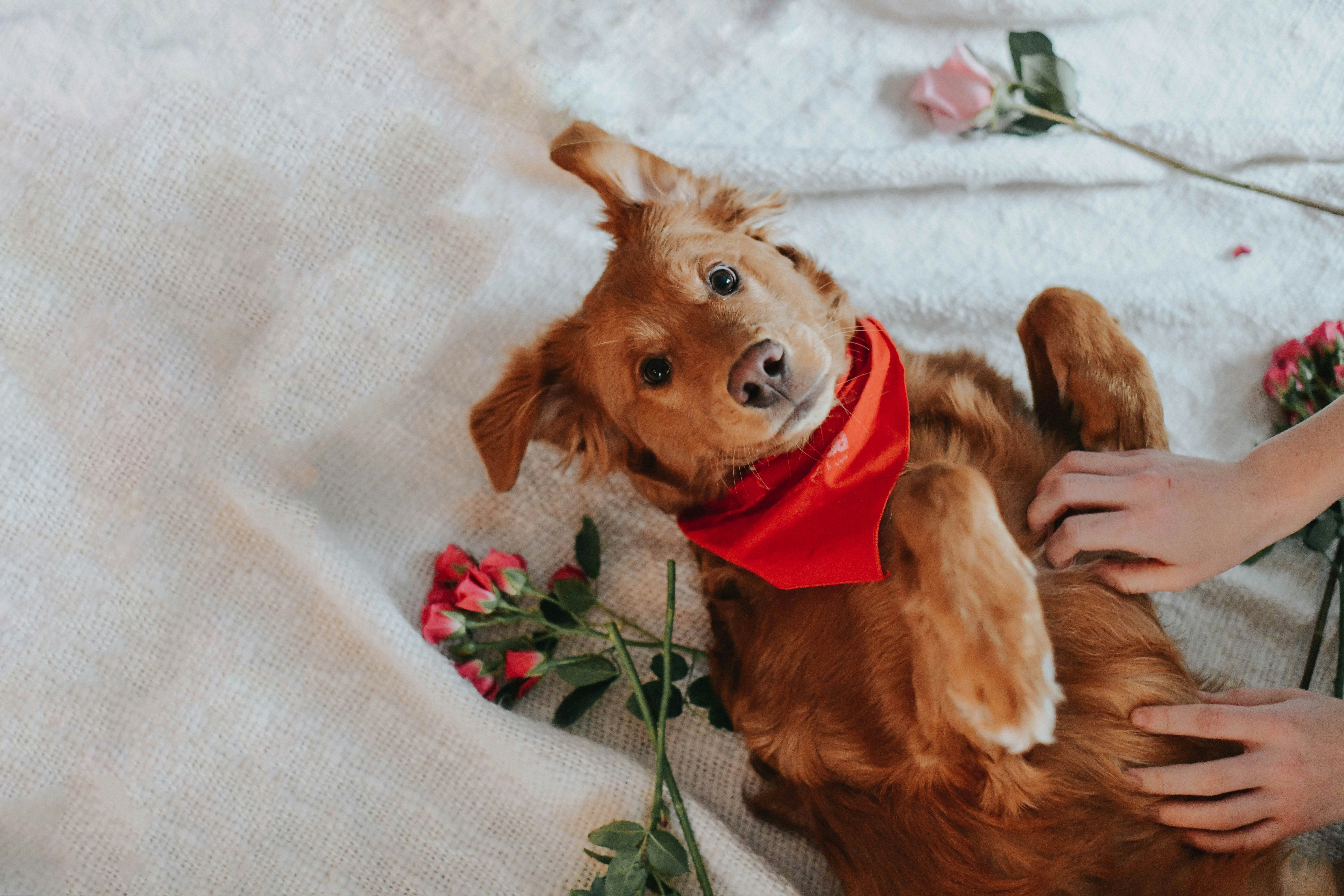 Puppy lying in bed with red bandana around neck and a few red and pink flowers around them