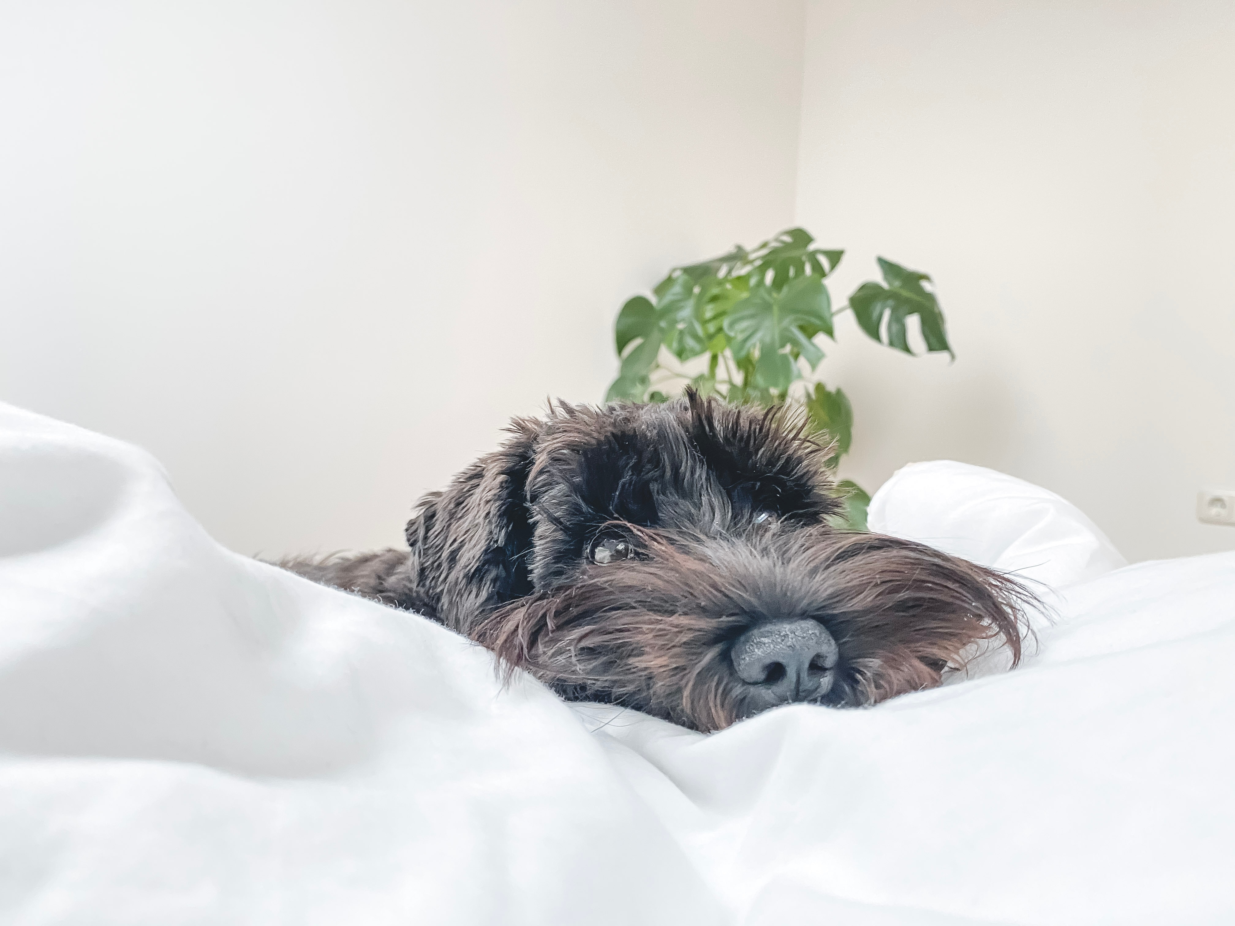 Black scruffy dog surrounded by cozy white blanket in bed