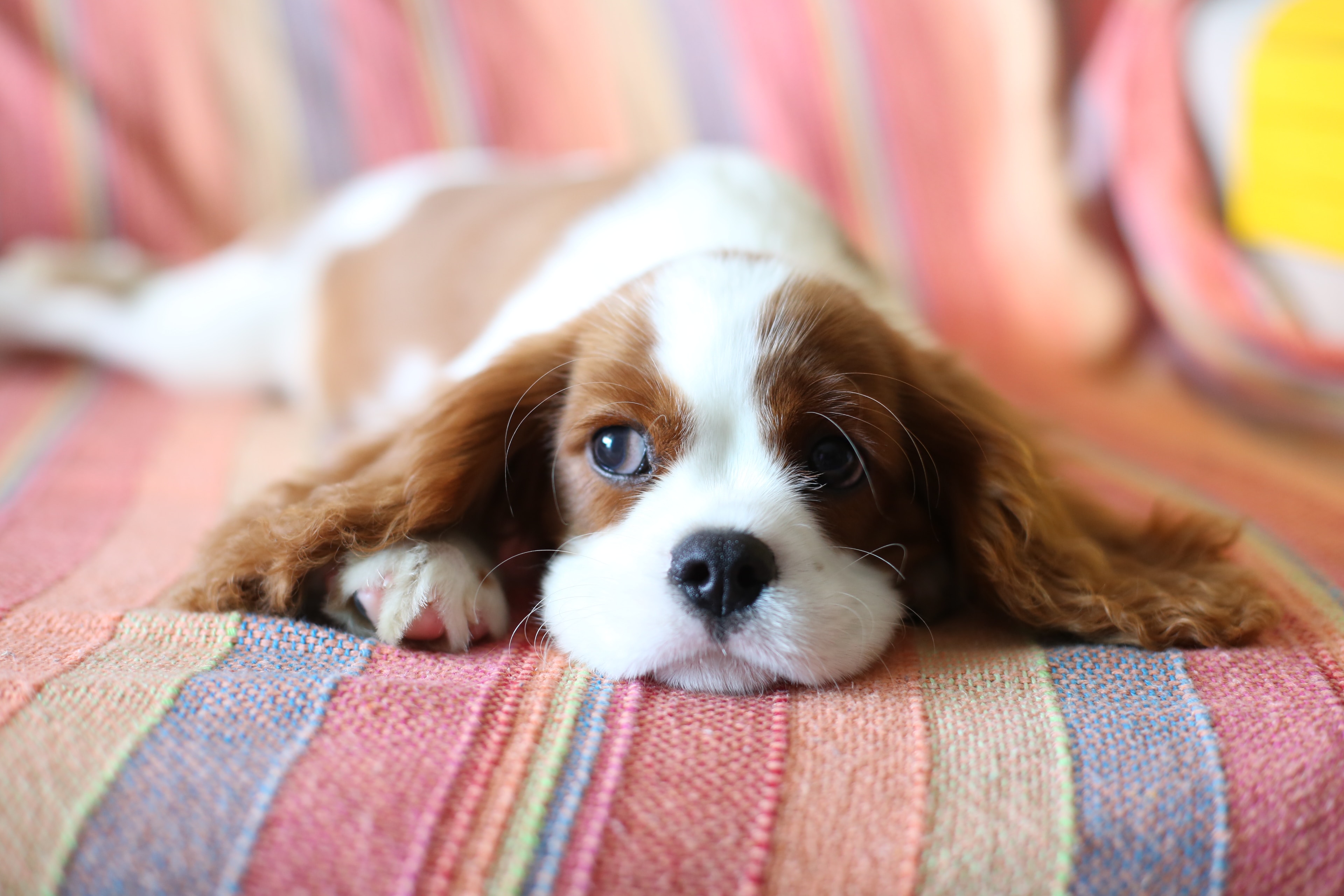 Cavalier King Charles Spaniel puppy laying on a blanket