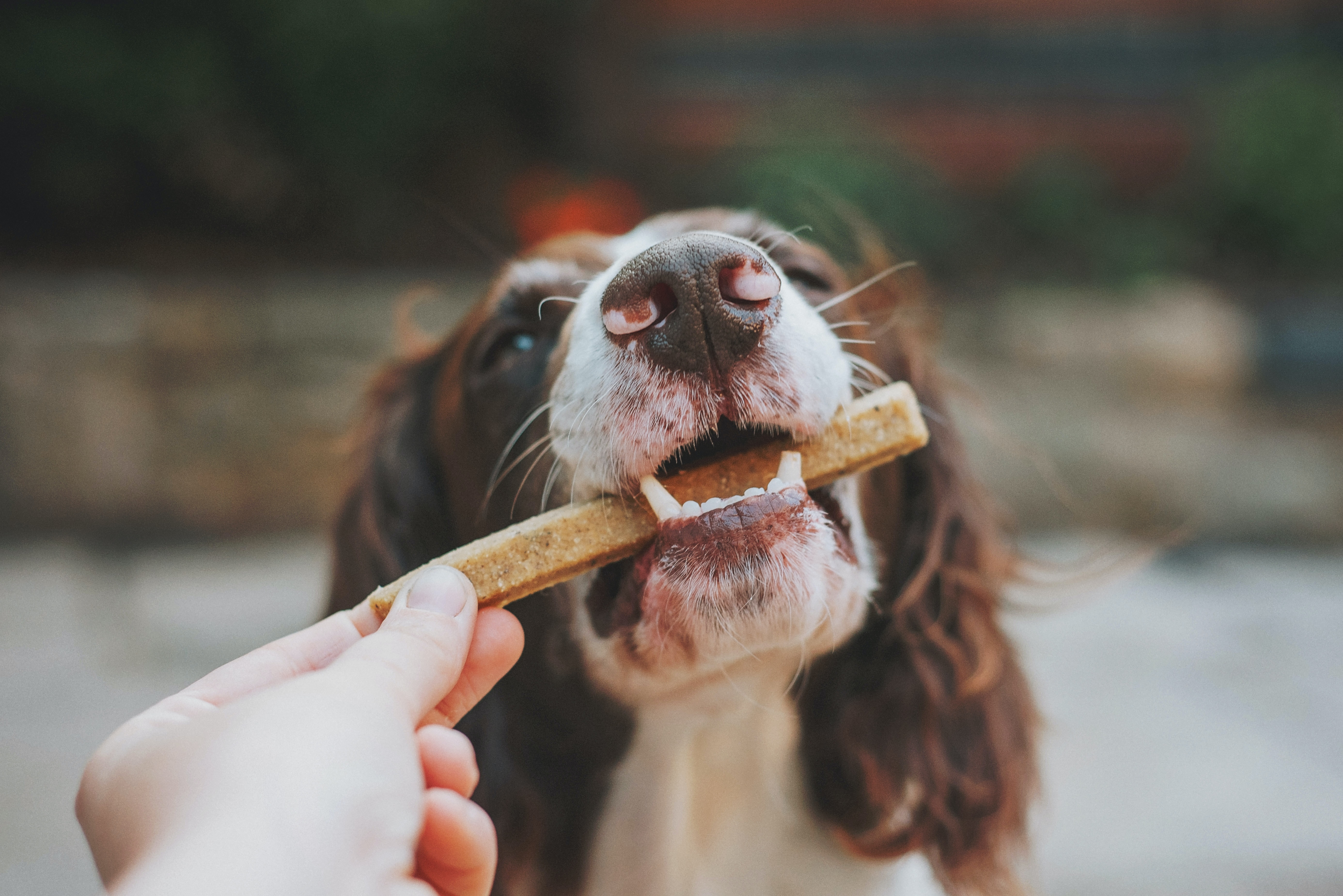 Cocker spaniel dog taking a treat bone from person's hand