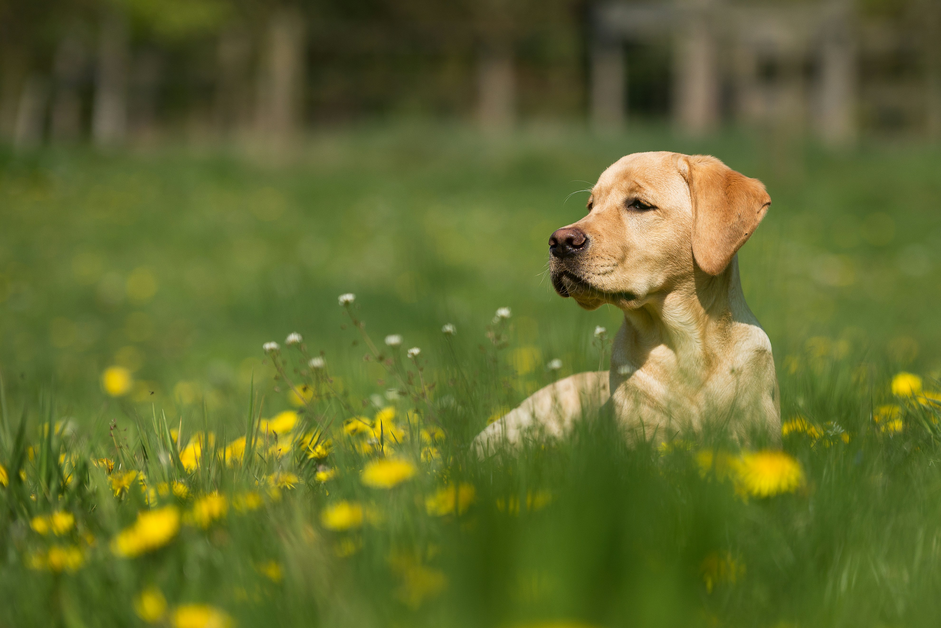 Golden retriever puppy outside in long grass and dandelions