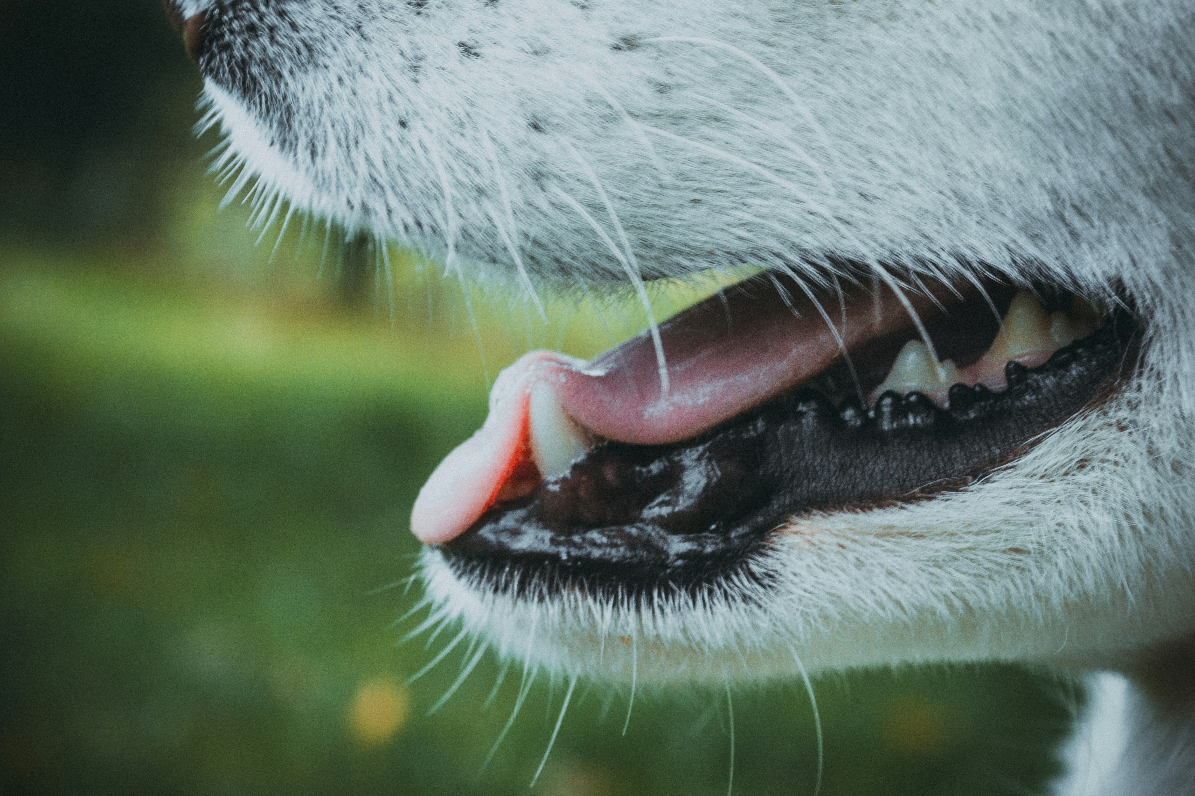close up of a dog's open mouth with clean teeth
