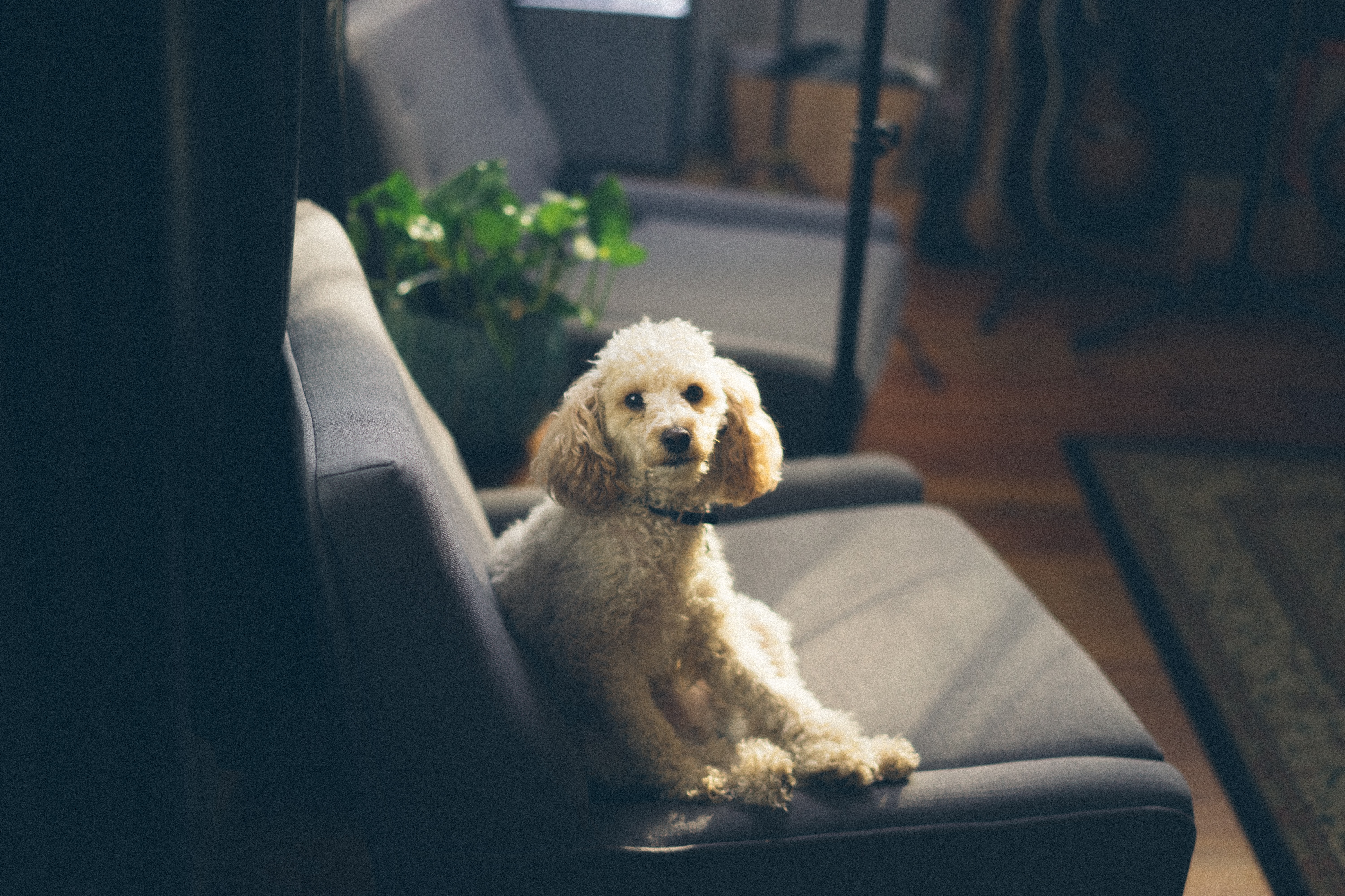 Poodle breed dog sitting on couch with indoor plant behind them