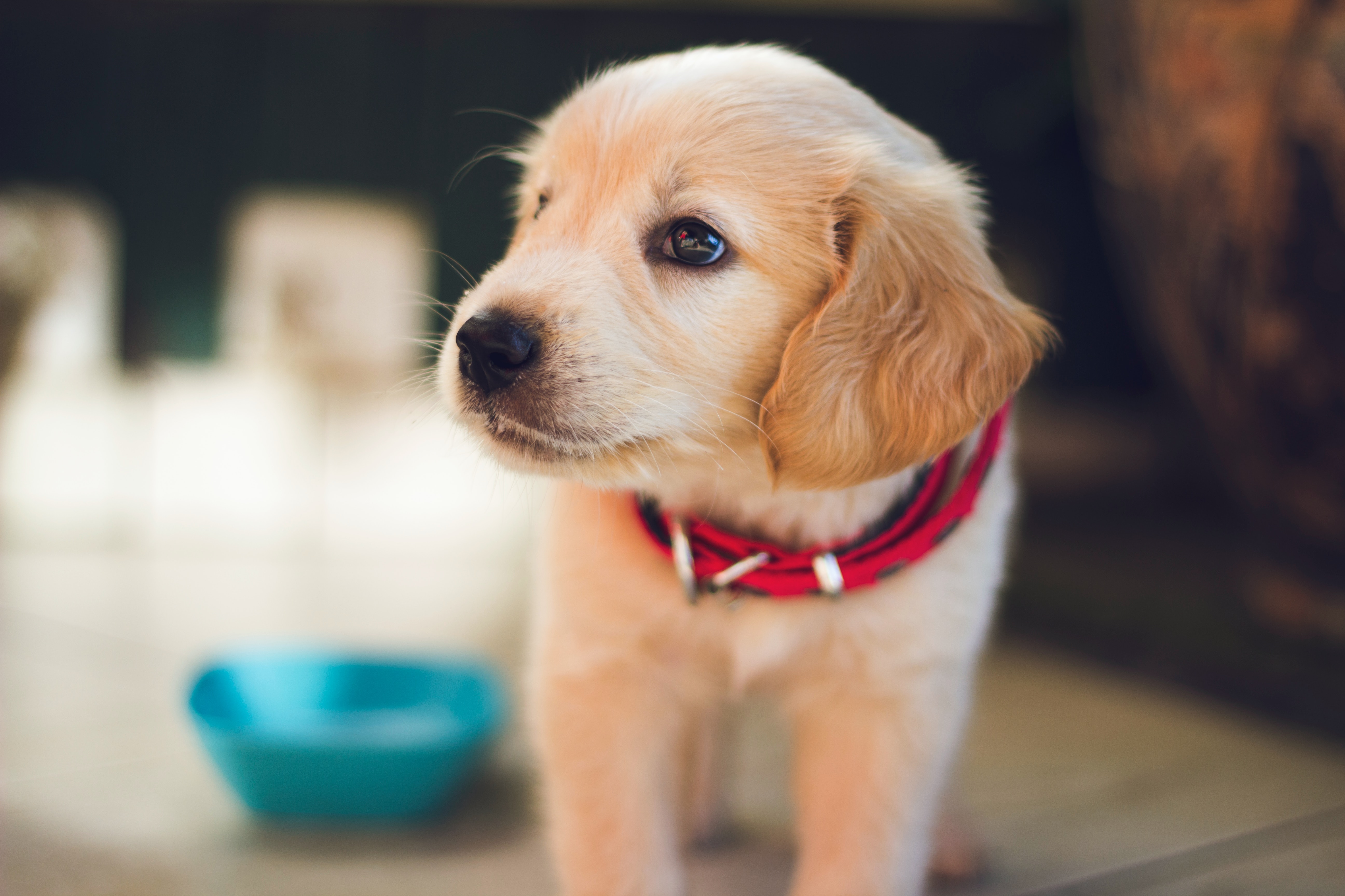 Golden Retriever puppy with red collar and blue food bowl behind them
