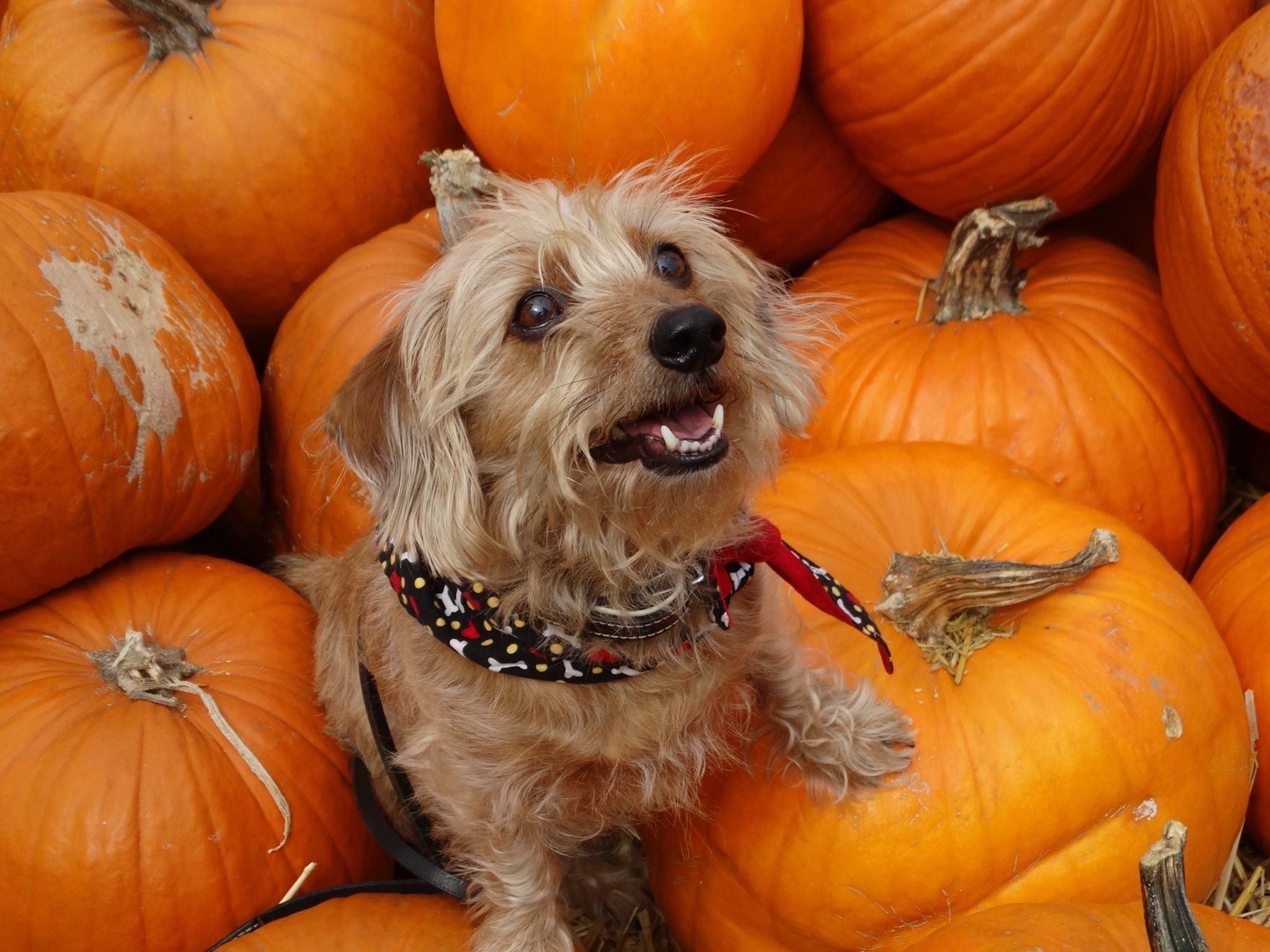 Small mixed breed dog surrounded by pumpkins