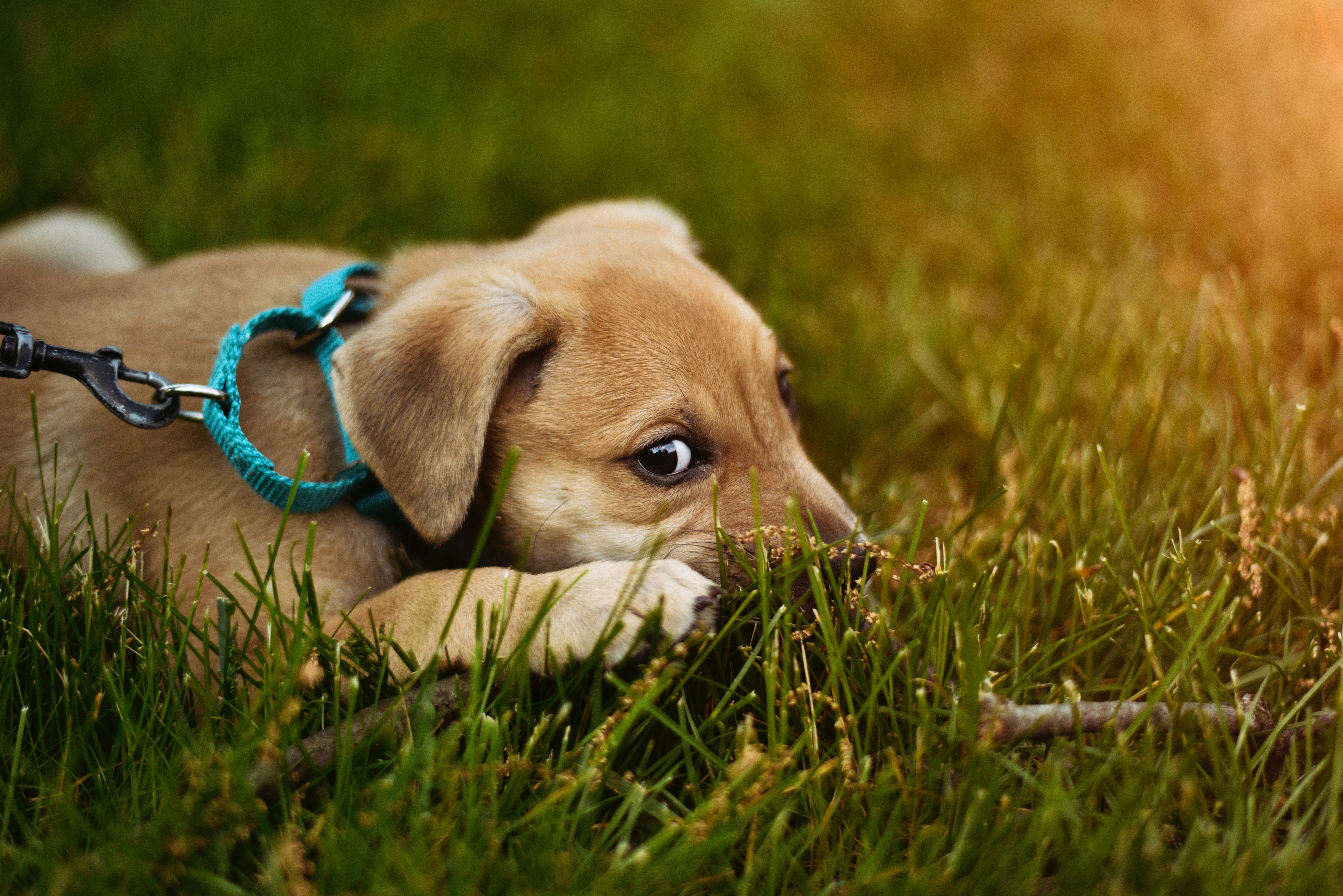 Scared puppy with harness and leash on laying down in grass