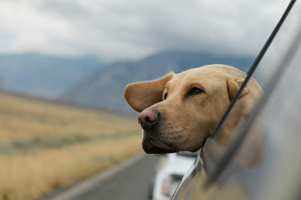 Yellow lab dog with head out of window on a road trip