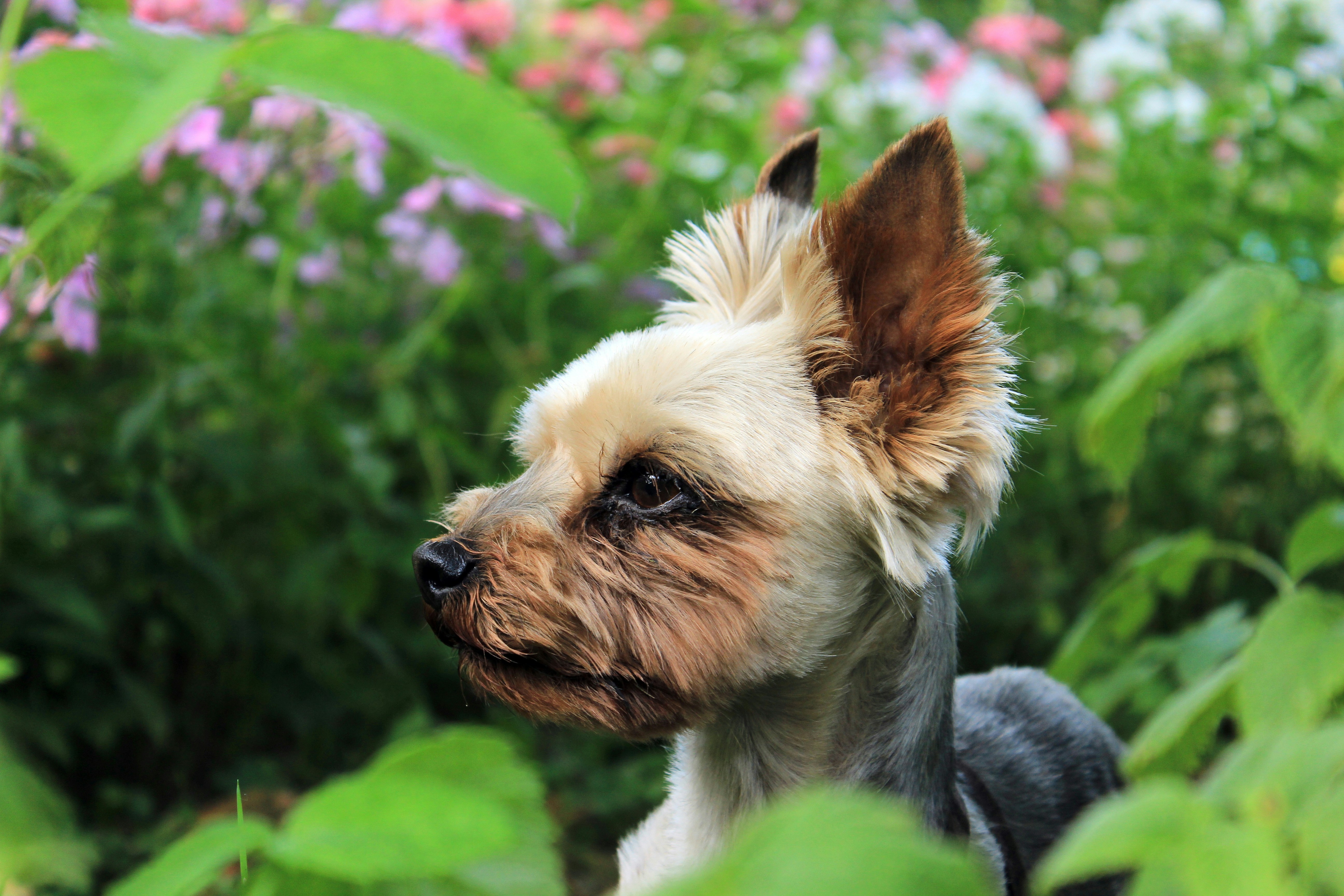 Yorkie dog breed outside in garden with flowers and grass