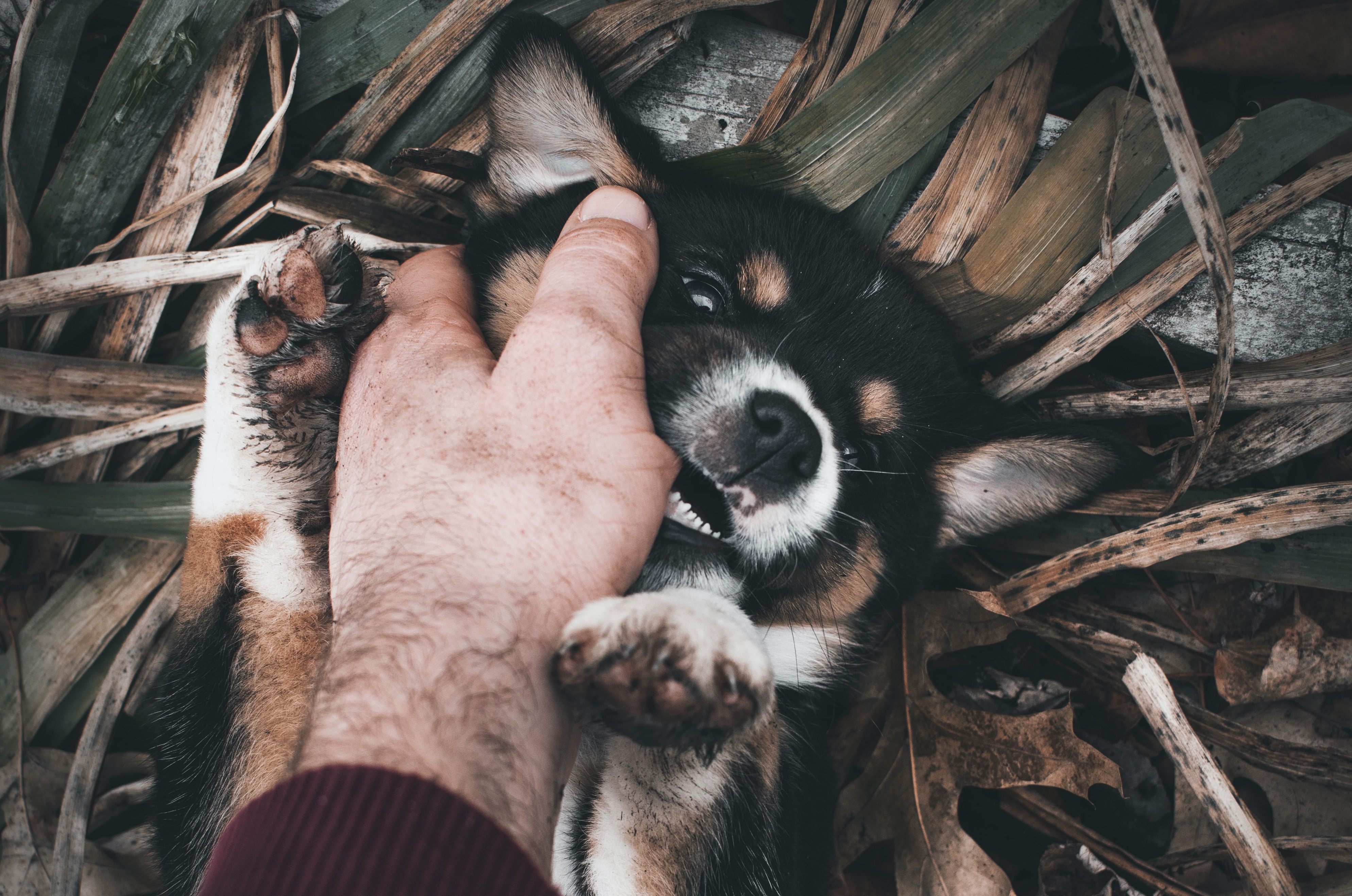 Puppy biting a person's hand while laying in a pile of leaves outside