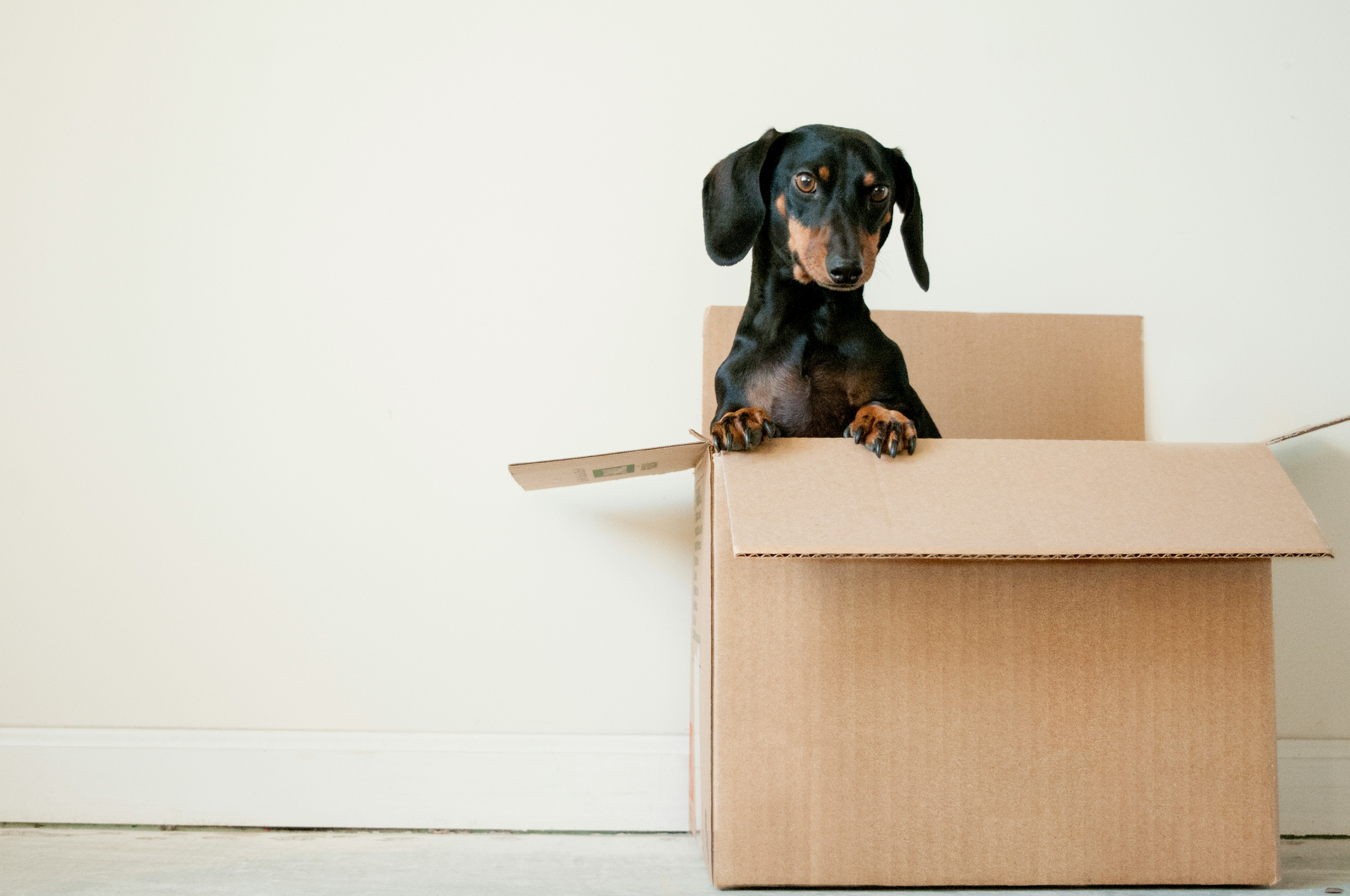 dachshund dog in a brown box in white room  