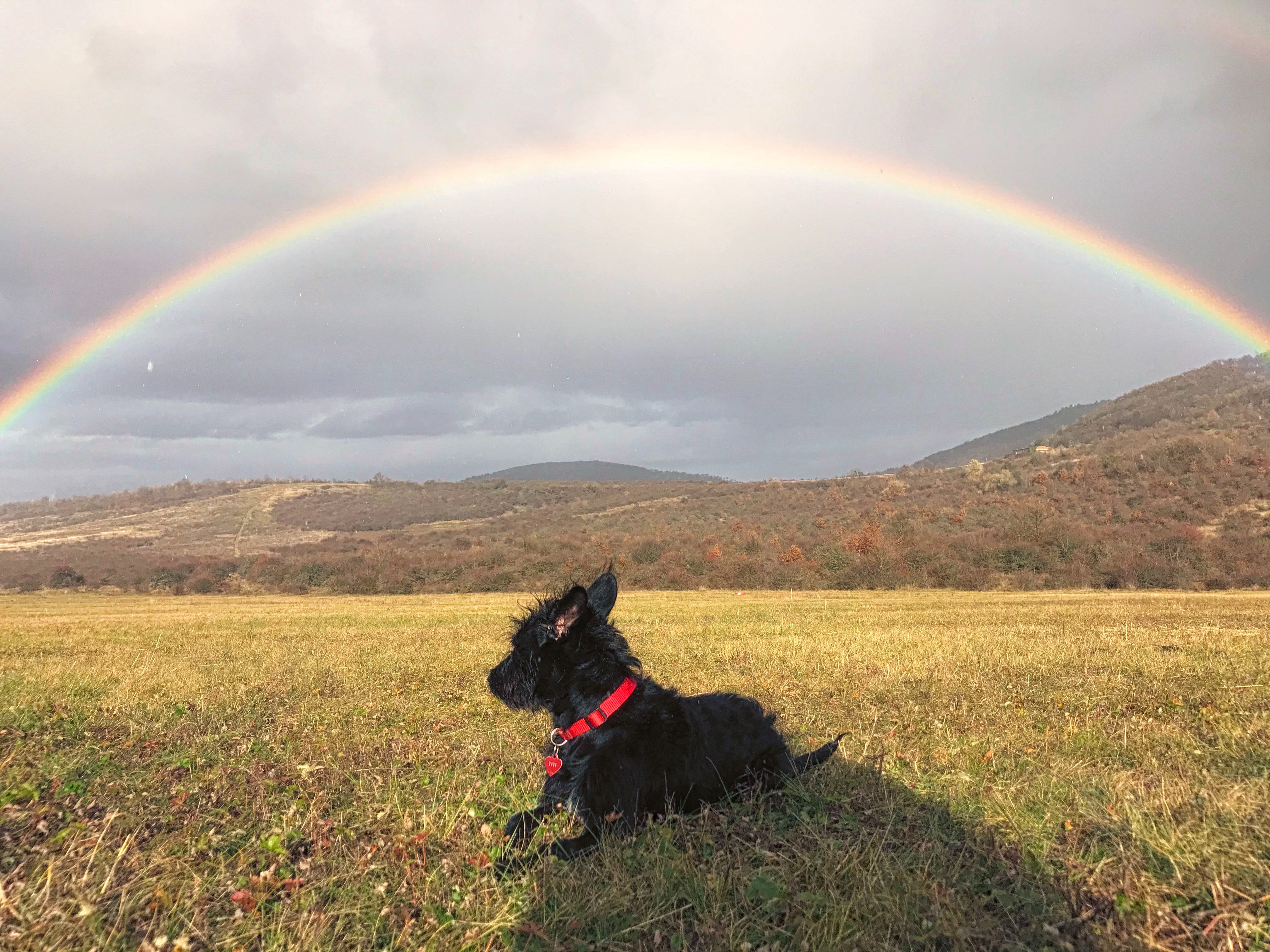 Dog in field looking at rainbow