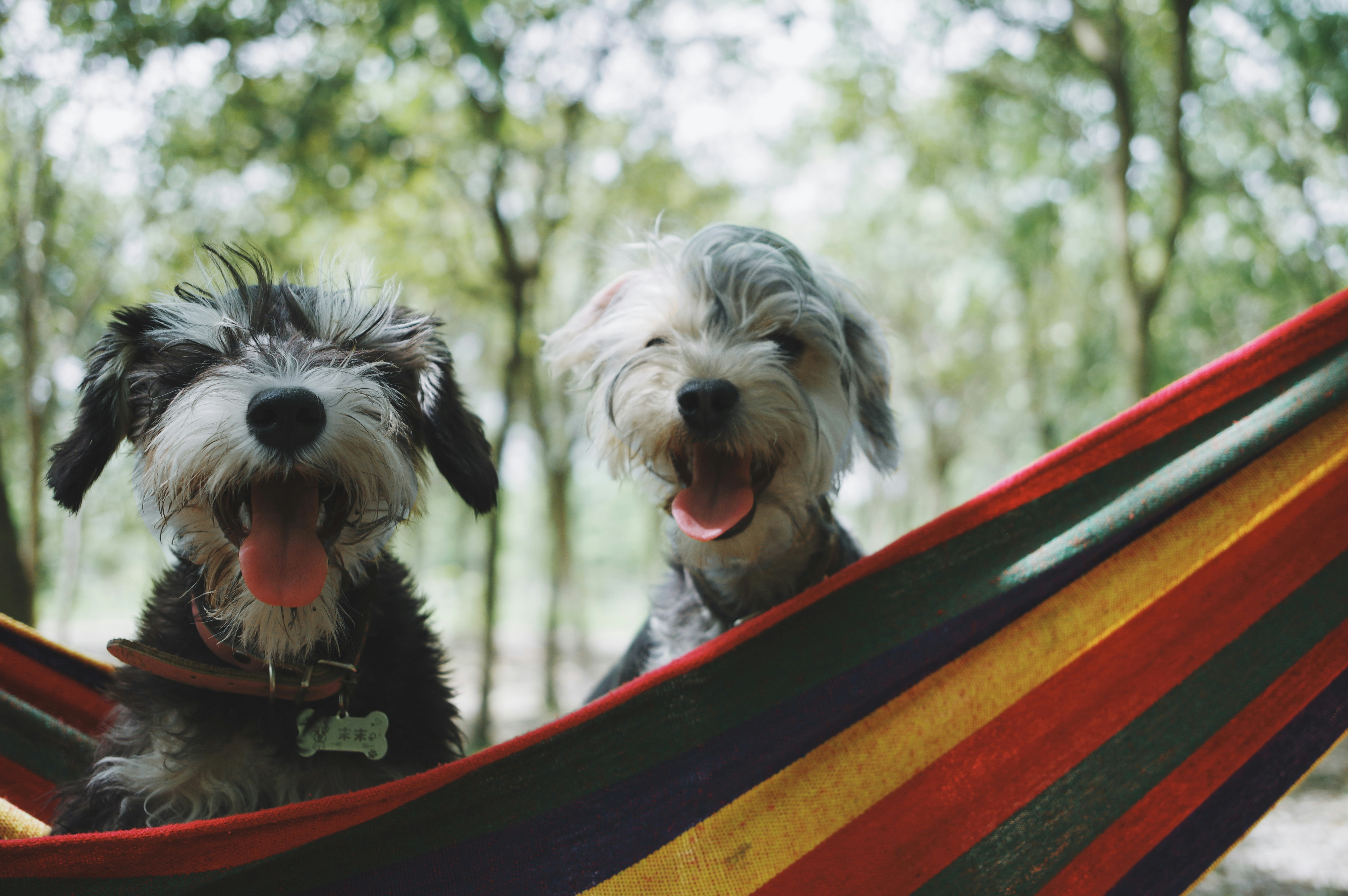 two happy dogs in a hammock outside