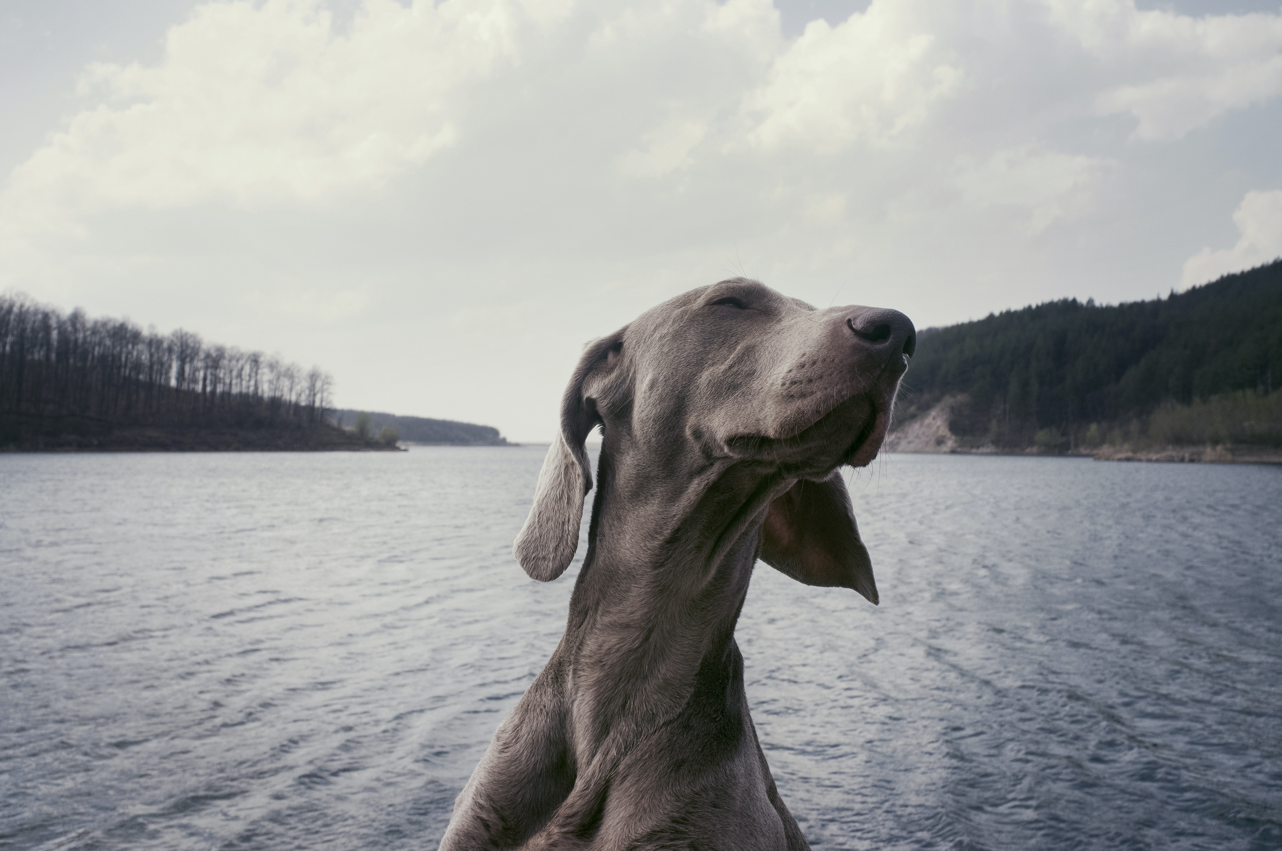 Grey dog breed with eyes closed by the water