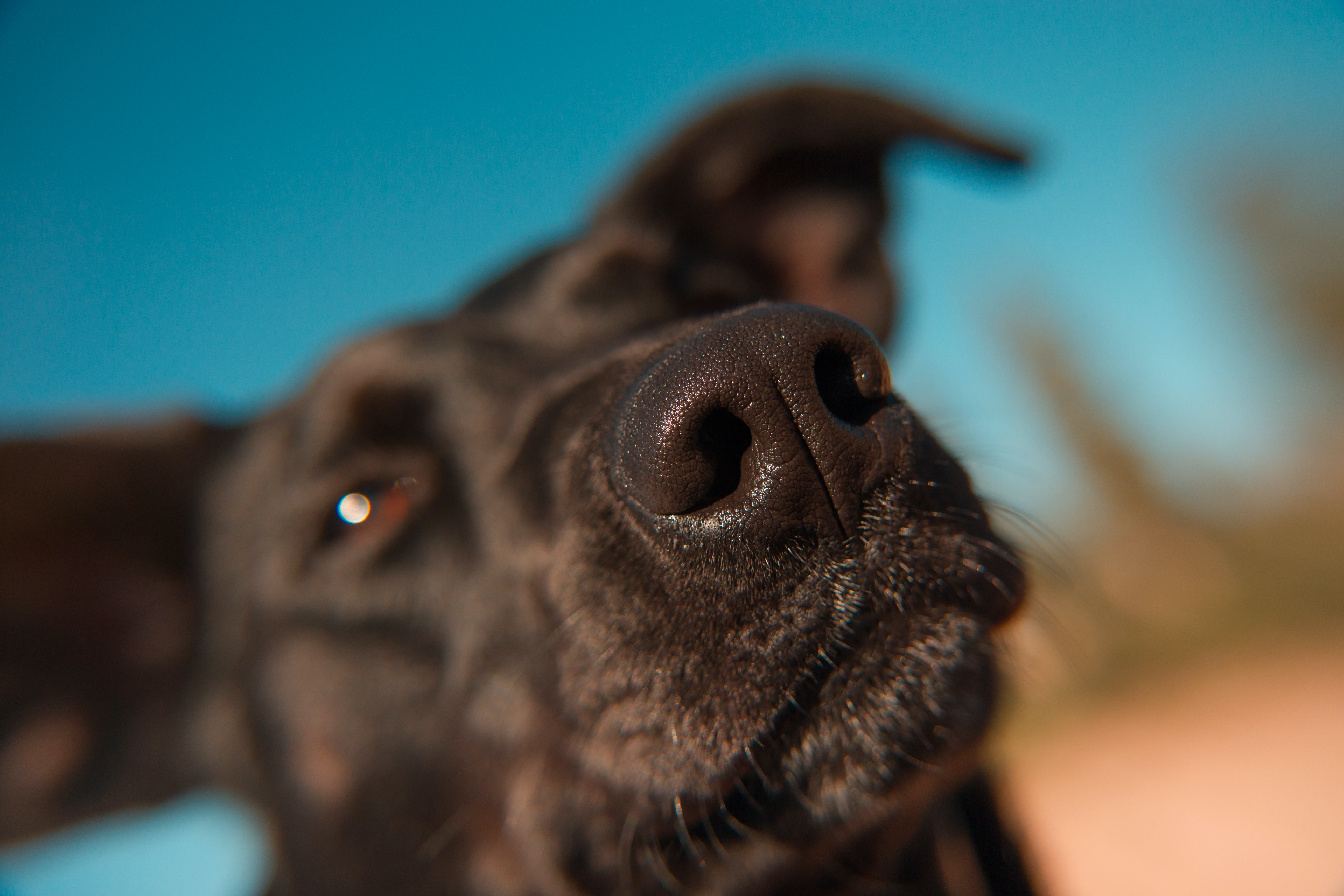 Close up shot of black dog's nose 