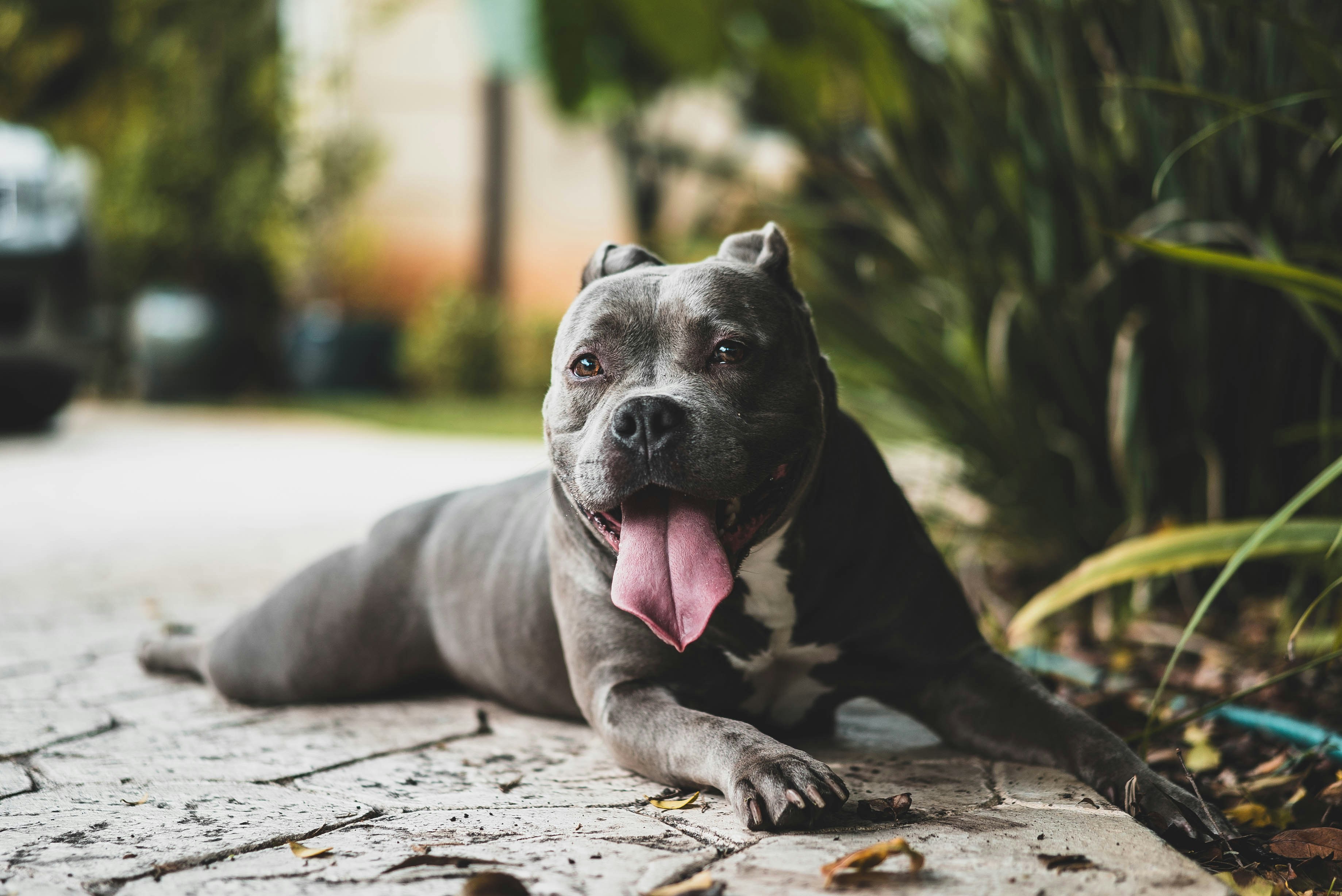 grey Pitbull dog laying down outside with tongue out 