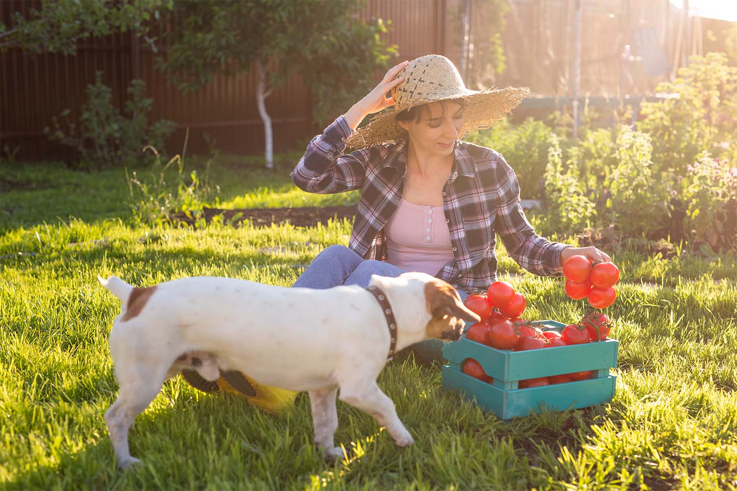 woman and dog with tomatoes sitting outside in garden